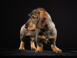 Wirehaired dachshund