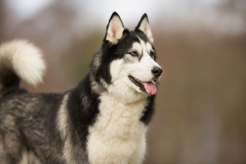 Siberian Husky dog outdoors in nature