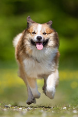Happy and smiling Icelandic Sheepdog running