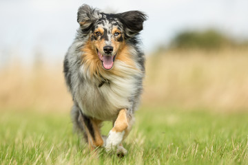 Multicolored Dog in Nature