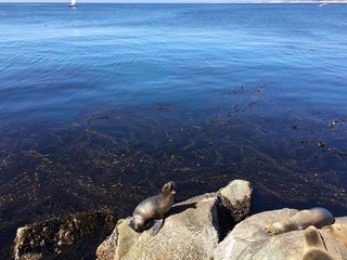 Fototapeta premium yawning sea lion