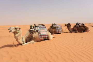 wielbłądy odpoczywają na pustyni