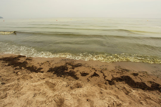 sinice w Bałtyku 