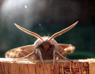 Fototapeta premium Moth Sun Beam/Close up of Moth antenna and furry body, with bright sun flare lighting.