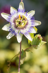 Passionsblume