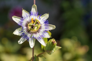 wundsch&ouml;ne blaue Passionsblume in Vollbl&uuml;te