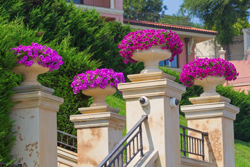 Vases with petunia flowers