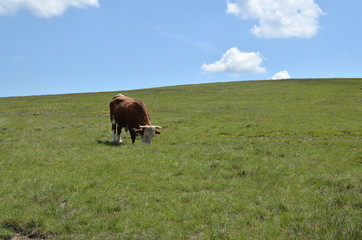 One cow or bull grazing in a pasture on a sunny day