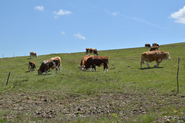 Herd of cows and bulls grazing in a meadow on a sunny day