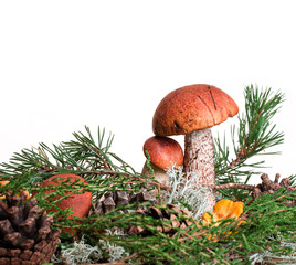 orange-cup boletus mushroom isolated on the white background