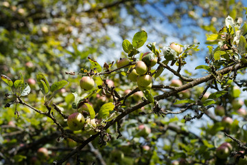Organic apples hanging on a tree branch