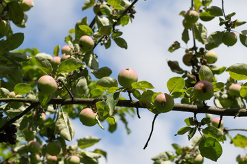 Many organic apples hanging on a tree branch