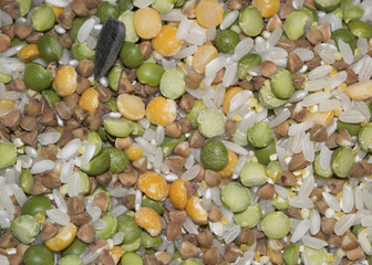 Buckwheat, rice, corn, pea, wheat: mixture of different kind of cereals.