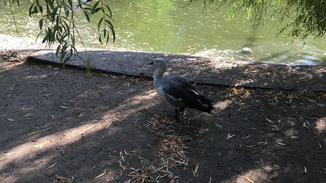 wild duck walking near the pond