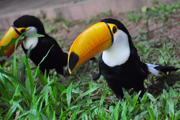 Toucans Amazonie 4