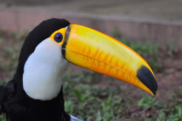Toucan Amazonie 1