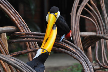 Toucans Amazonie 2