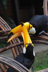 Toucans Amazonie 1