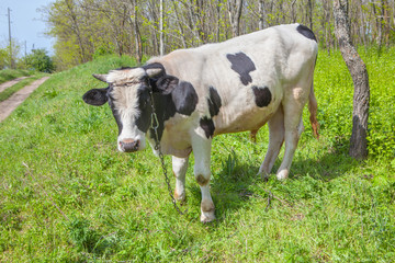 young bull on the edge of the forest