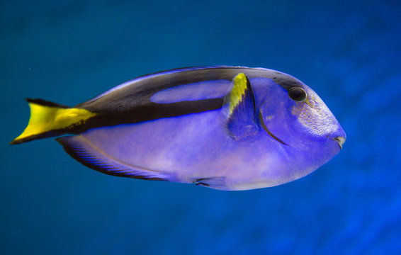 Pacific Blue Tang Fish