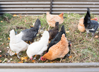 High angle view of black, white and brown chickens eating food scraps in pen
