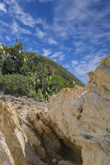 Cactus in the rocks