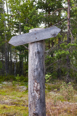 Empty wooden track pointer in the forest in summer sunny day
