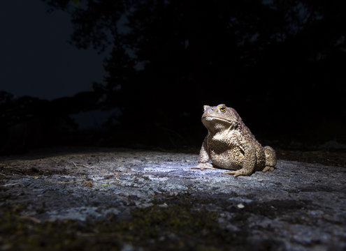 Common toad - bufo bufo - on moss covered stone in the night closeup