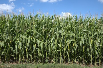 Landscape. Maturing maize plantations near the road
