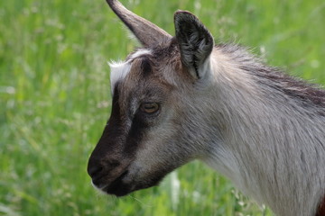 Young kiddy on the background of green pastures