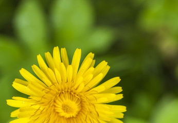 blooming dandelion blurred background