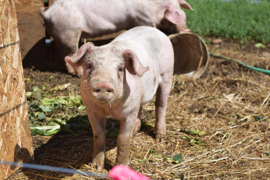Breeding pig on a small farm