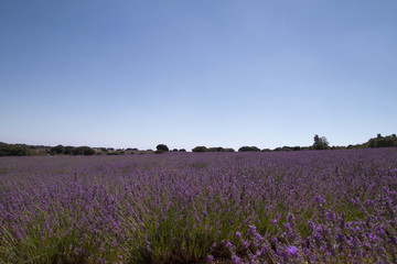 Fototapeta premium lavender field background