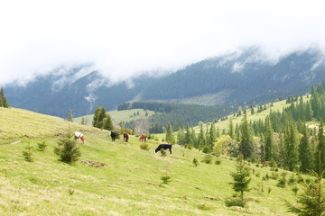 Cows grazing on mountain meadow