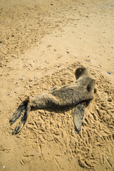 Dead seal