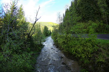 Fototapeta na wymiar Wide stream in the forest
