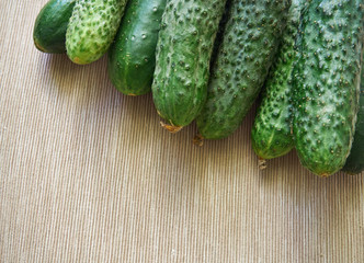 fresh young green cucumbers from the garden