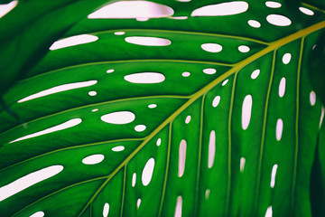 Green monstera palm leaf, close up