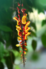 Beautiful flowers of blooming tree on blurred background