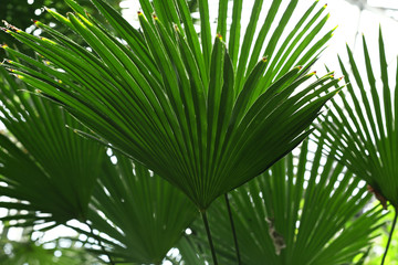 Palm leaf in botanical garden