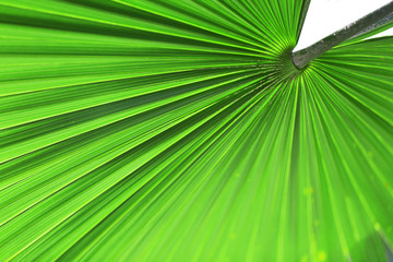 Green palm leaf, closeup