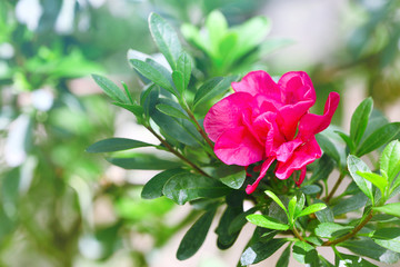 Beautiful flowers on blurred nature background