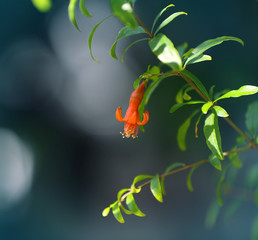 Beautiful pomegranate flower on blurred background