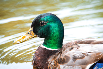 Colourful male drake Mallard duck close up on Ottawa river.  