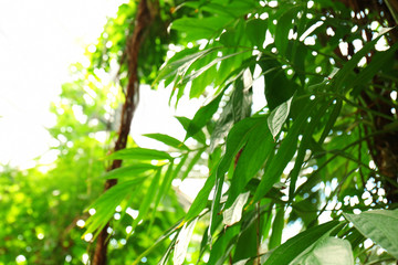 Fototapeta na wymiar Green leaves in botanical garden
