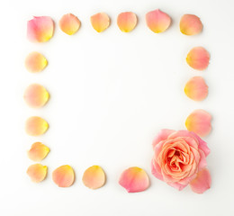 Obraz premium Rose petals on white background