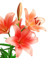 Beautiful lilies isolated on white