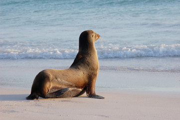 sea lion looking at the ocean on a beach in the Galapagos Islands