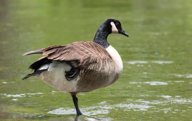 Canada Goose poses on one foot whilst sunning himself on a rock on the Ottawa River.