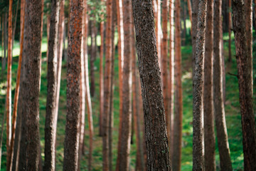 forest